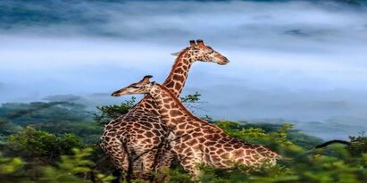 راهنمای سفر به آفریقای جنوبی